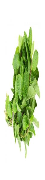Húng lủi