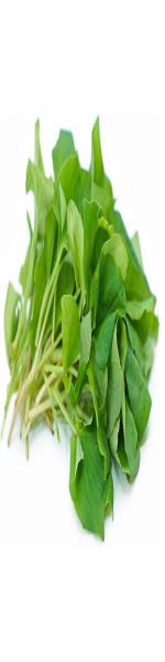 Rau Diếp cá