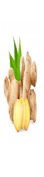 Gừng