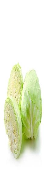 Bắp cải
