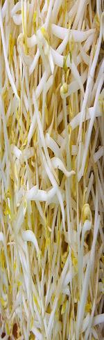 Giá đỗ