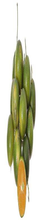 Tắc trái (Quất)